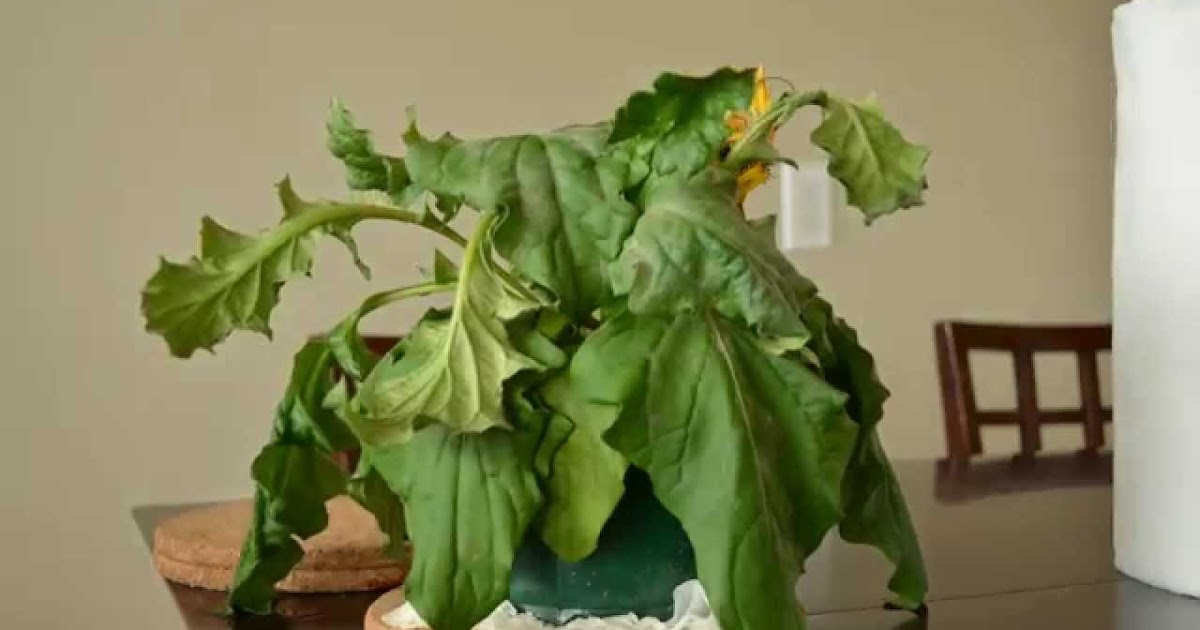 Meaning Plants withered in a dream