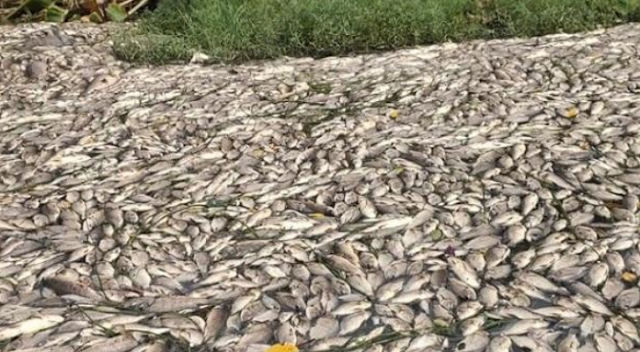 Millions of dead fish floated in the pond in Savar