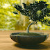 Bonsai pe Muzica de Bach