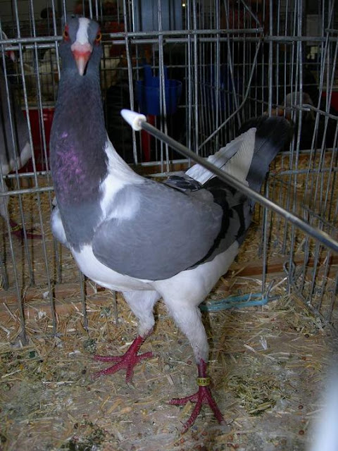 Huhnschecke - Huhnschecke -hungarian pigeons - utility pigeons - utility pigeons