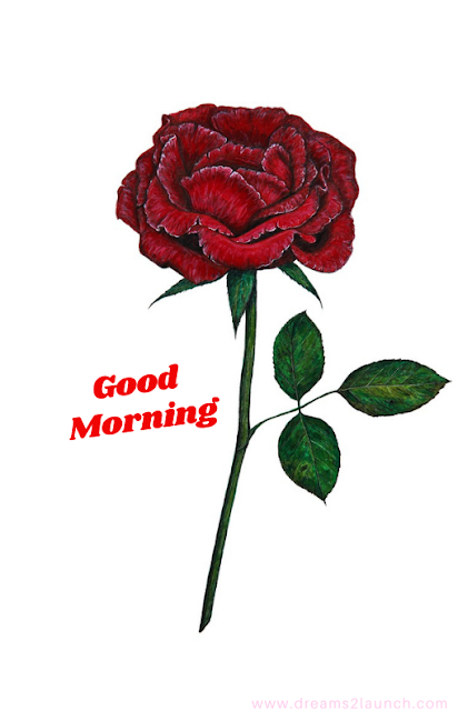 rose good morning images