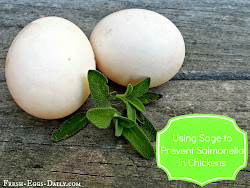 chickens salmonella backyard eggs chicken fresheggsdaily fresh daily november sage treat