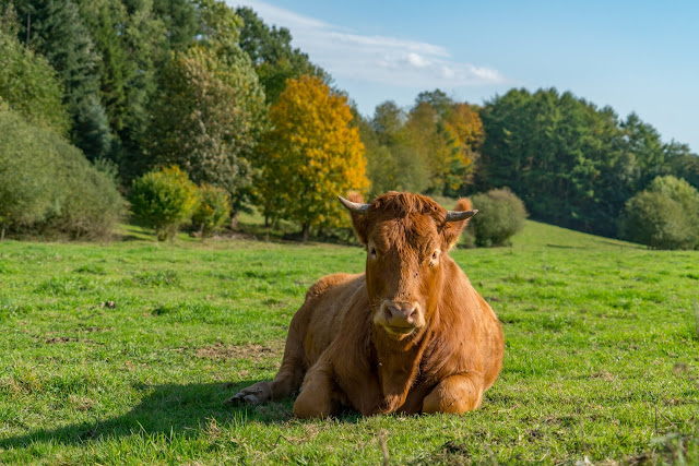 Wäller Tour Iserbachschleife | Wandern im Westerwald 14