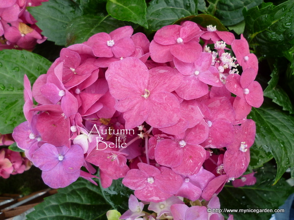 My Nice Garden Putrajaya Floria 2011 Part 7 Hydrangea Highlights