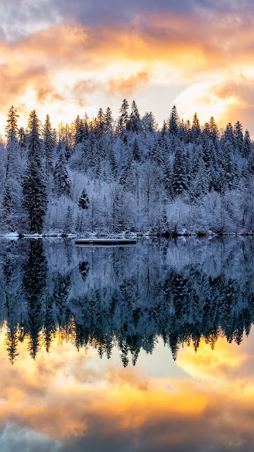 Screen background for free snow, winter sunset, forest, trees, lake, reflection