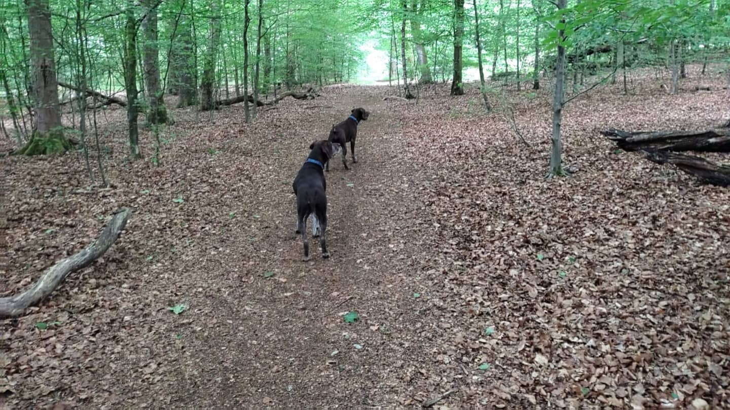 3 Places To Walk Your Dog In Airdrie and Coatbridge Bonnie's Wag'n'Tails