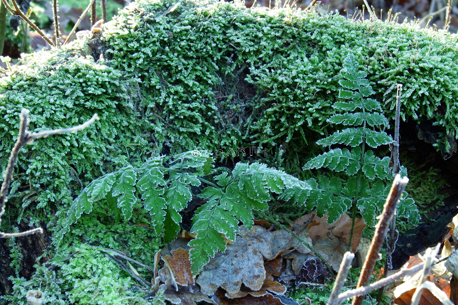 Mappus Bleibt Hart Frankfurter Neue Presse