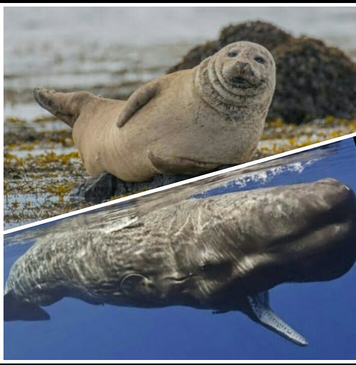 Ikan Paus Dan Anjing Laut Ikan Paus Dan Anjing Laut