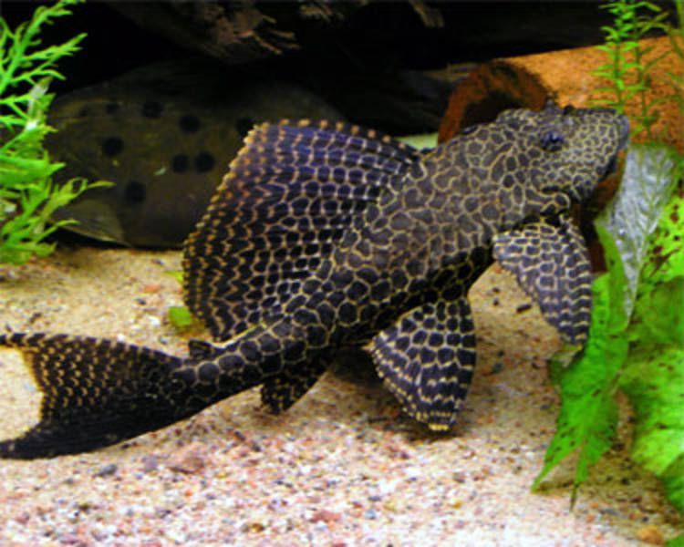 Pleco fish or Suckermouth catfish facts, Hypostomus plecostomus Funny