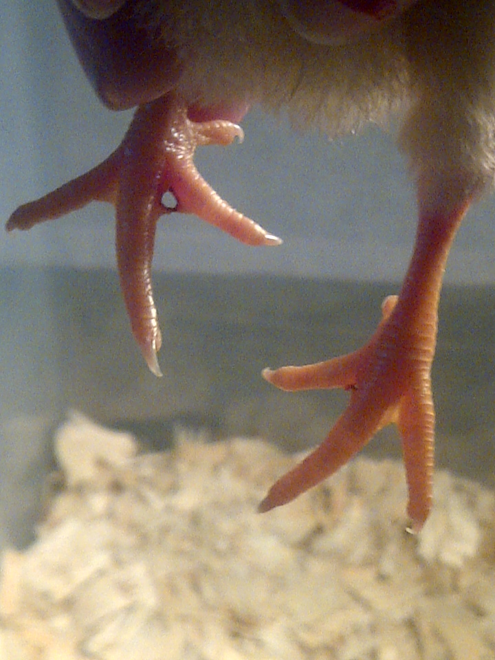 Keeping Chickens Marking Chickens for Identification