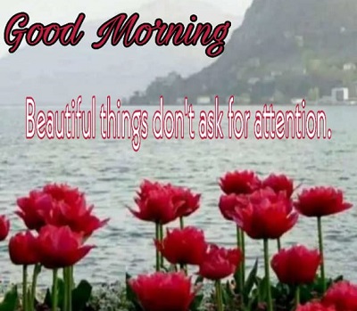 Amazing Images of Good Morning Wishes with Flowers Amazing Images of Good Morning Wishes with Flowers