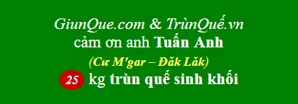 Trùn quế Cư M'gar