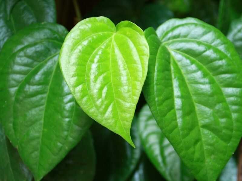 Daun Sirih Untuk Gigi Berlubang Daun Kitolod Obat Sakit
