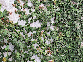 Creeping Rubber vines on concrete wall