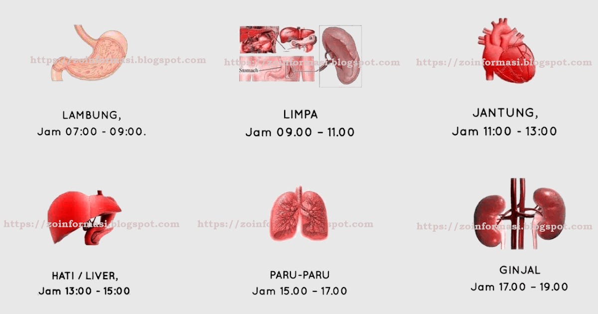 6 Poin Jam kerja dan Istirahat organ tubuh manusia Zona Informasi