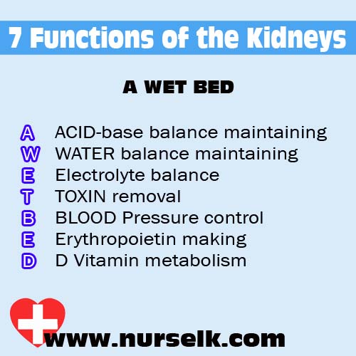 A WET BED 7 Functions of the Kidneys