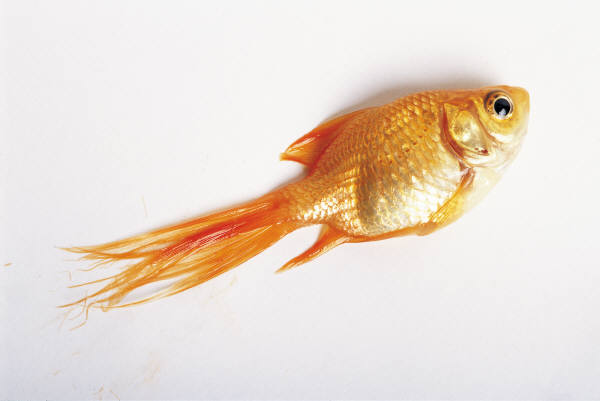 goldfish eggs how long to hatch | Katy Perry Buzz