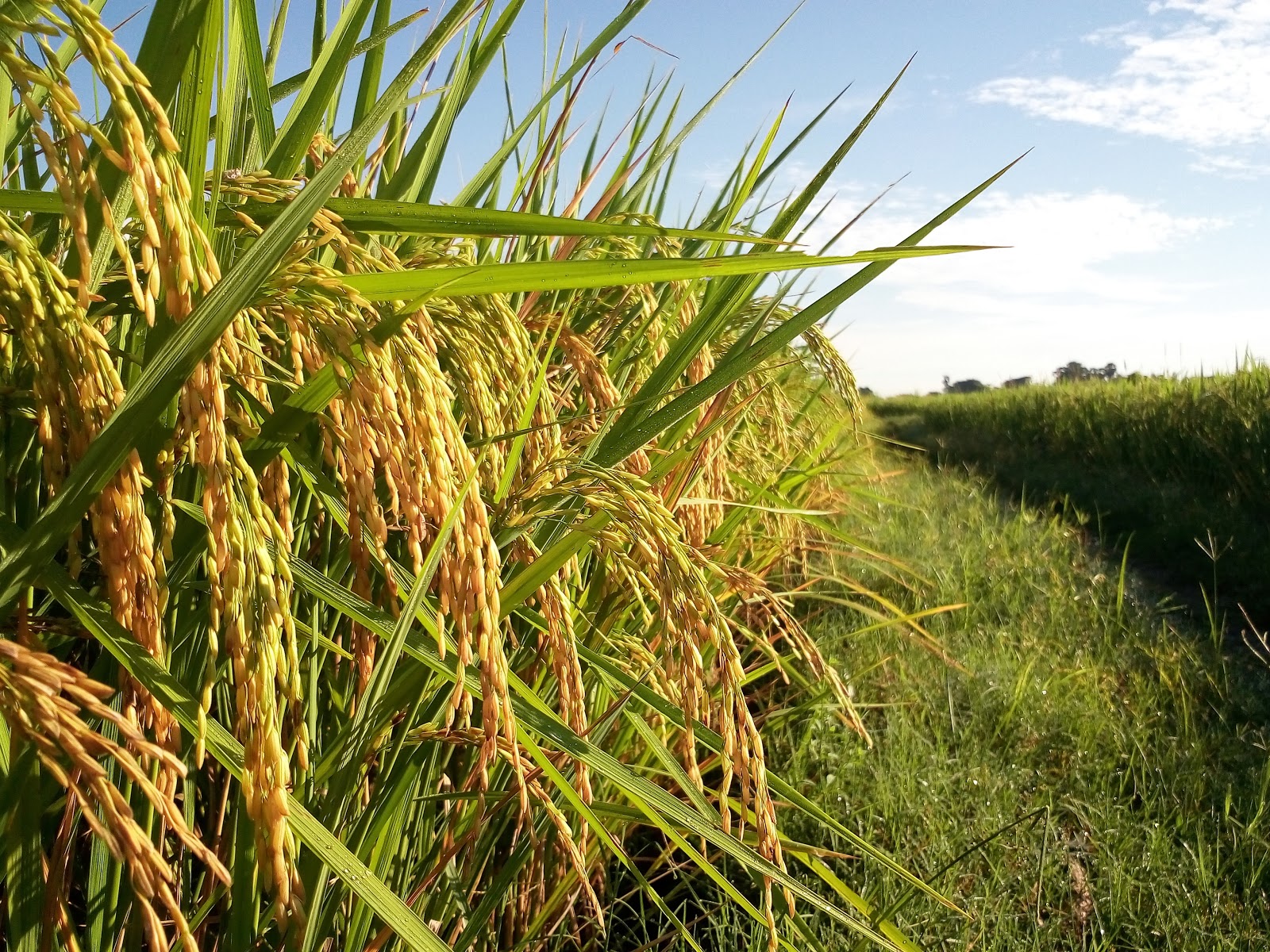 Ab2ti Perkenalkan Varietas Padi If16 Produktivitas Capai 12 Ton