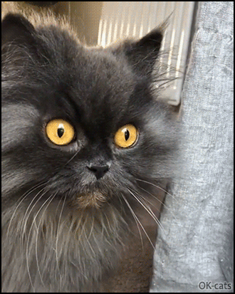 Funny Cat GIF • Adorable shy cat Meowing and sticking her lil' pink tongue out Funny Cat GIF • Adorable shy cat Meowing and sticking her lil' pink tongue out