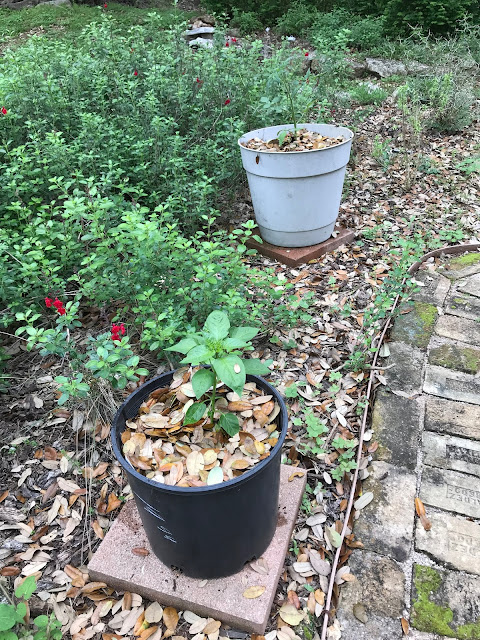 Window on a Texas Wildscape: Our spring vegetable "garden"