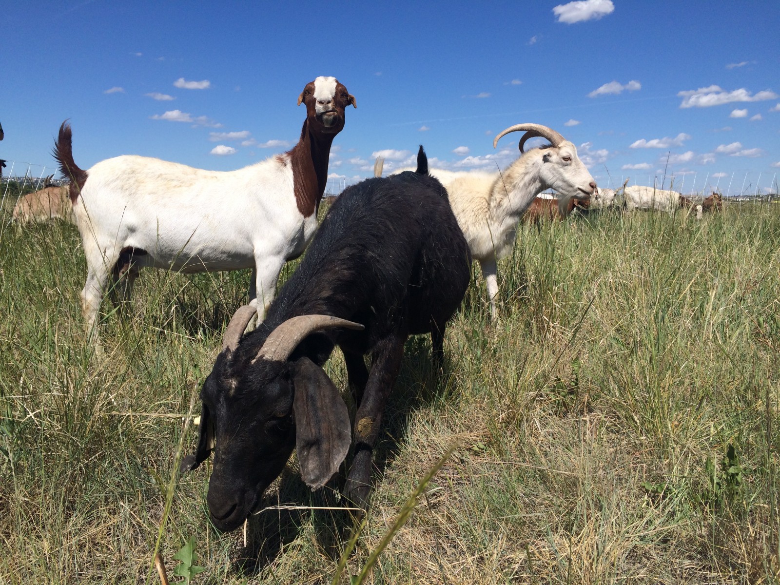 Paradigm InfoStream Goats Provide NonToxic Weed Control