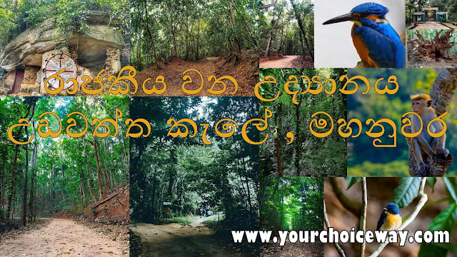 රාජකීය වන උද්‍යානය - උඩවත්ත කැලේ , මහනුවර - Your Choice Way