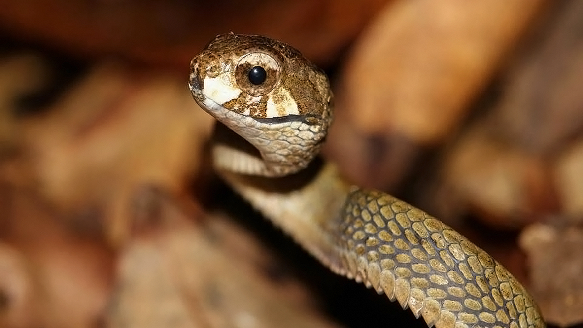 Bluntheaded Slug Snake