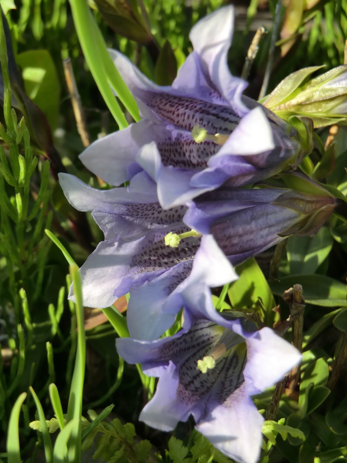 Norge Deutschland Arktisch Alpiner Botanischer Garten Tromso