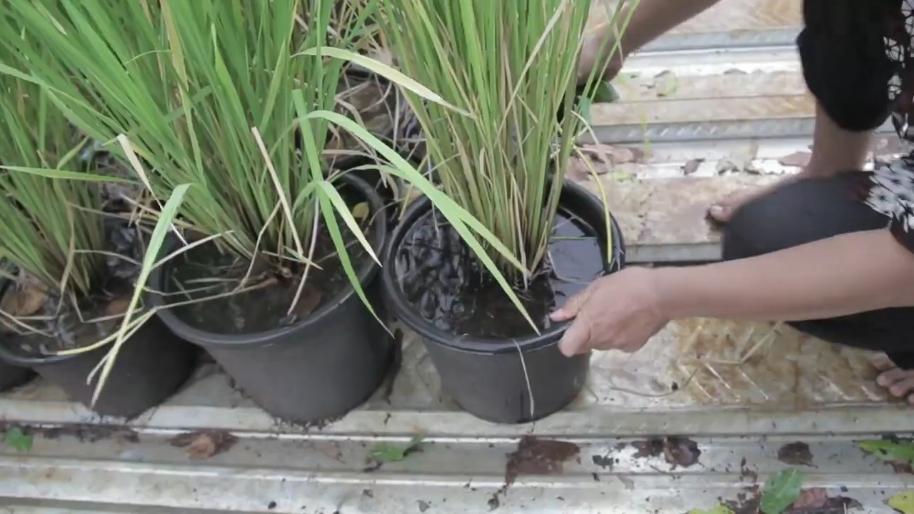 Teknik Cara Budidaya Padi dalam Pot IDNFARMERS