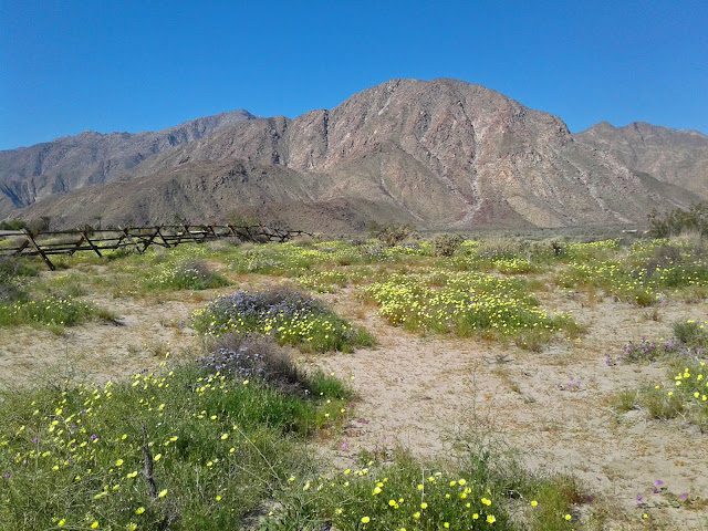 Wildflowers at Anza-Borrego Desert.