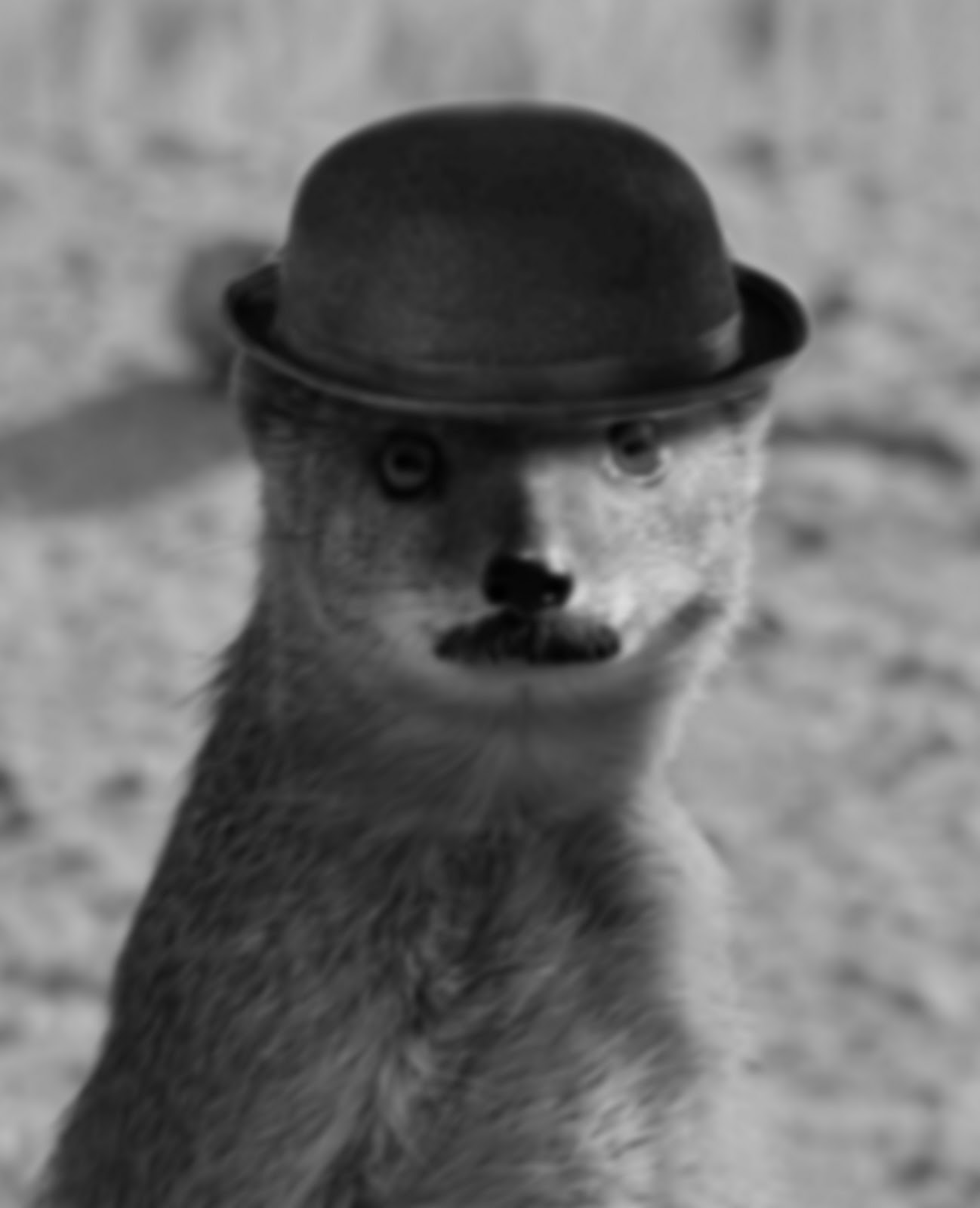 filete de mangosta Mangostas