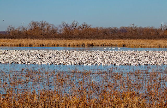 John and Sigrid's Adventures: Loess Bluffs Wildlife Refuge - 12/9/2020