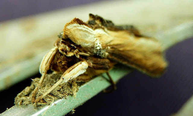 Mullein moth