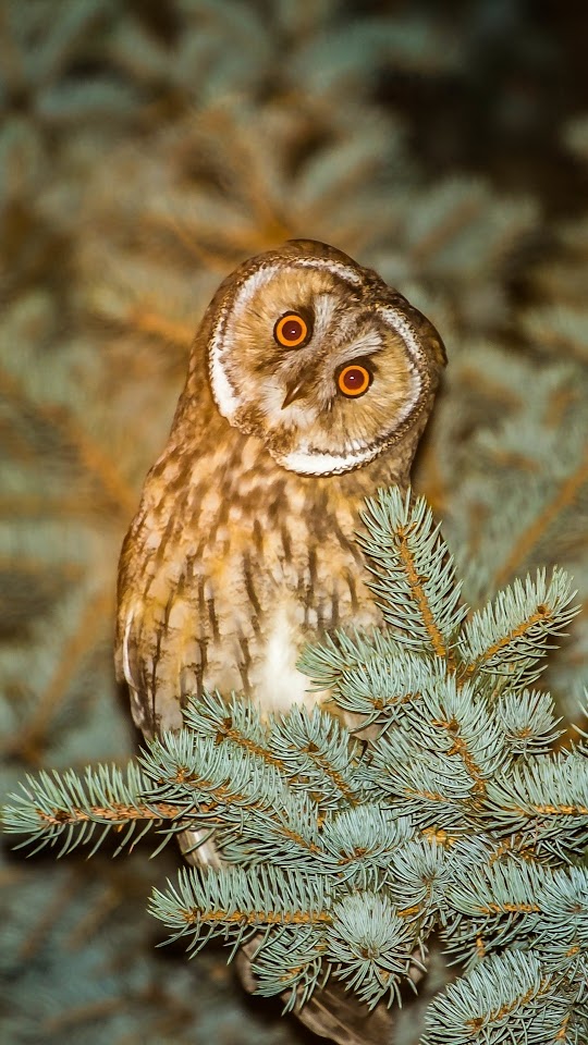 Owl At Spruce Branch Galaxy Note HD Wallpaper
