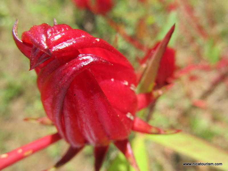 Nicaragua - People and places: Flor De Jamaica / Hibiscus Flower