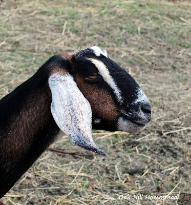 What to include in your goat kidding kit, from Oak Hill Homestead