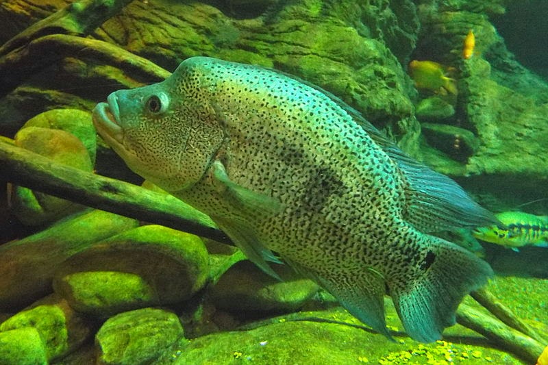 Wolf Cichlid Parachromis Dovii