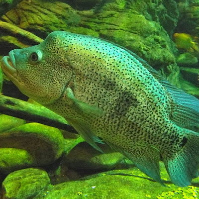 Wolf Cichlid Parachromis Dovii