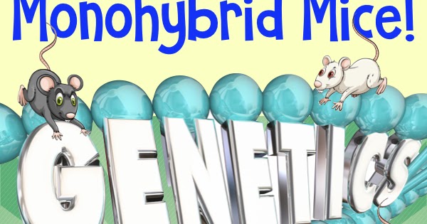 Monhybrid Mice Assignment Biology - Frontiers Chromosome Arm Locations