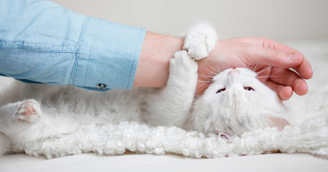 How to Stop Cats From Scratching and Biting