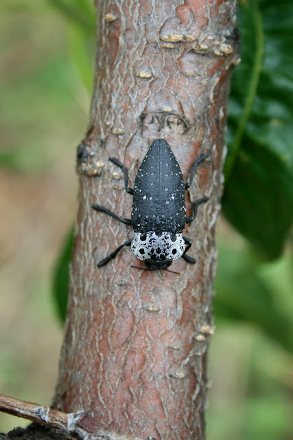Capnodis tenebrionis