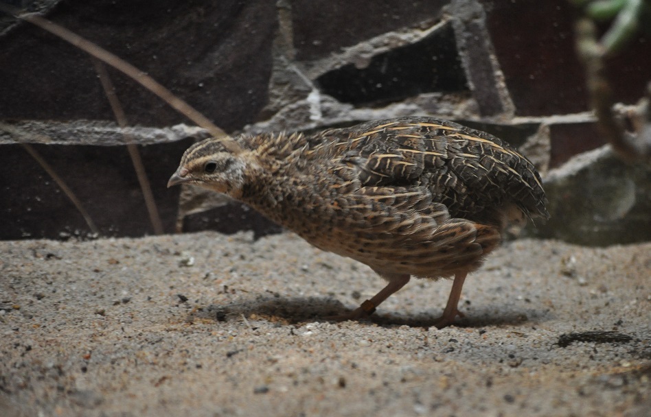 ZOOTOGRAFIANDO (6.100 ANIMALS): CODORNIZ ARLEQUÍN / HARLEQUIN QUAIL ...