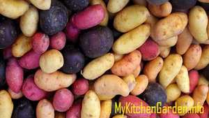Potato Types
