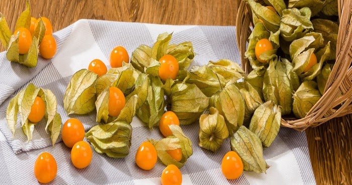 15 Manfaat Tanaman Dan Buah Ciplukan Yang Baik Untuk