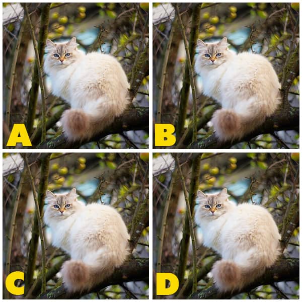 Quiz Diva Kitty Difference Answers