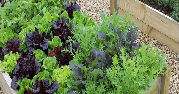 √√ Home Vegetable GARDEN | Home Interior Exterior Decor & Design Ideas