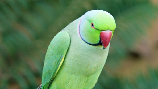 essay on parrot in sanskrit