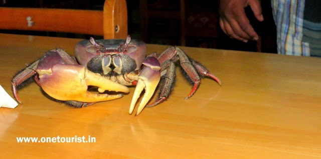 crab , sea food in andaman , केकडा अंडमान में