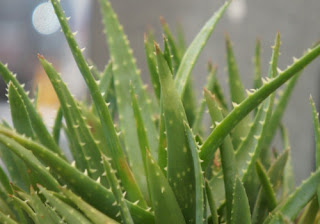 Aloe Vera for bedroom