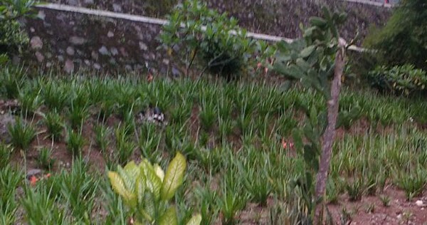 Peluang Atau Prospek Kerja Lulusan Smk Jurusan Pertanian Wasito Info